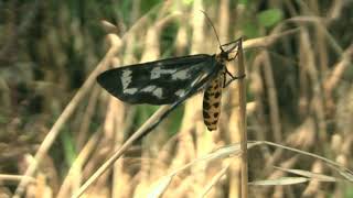 トンボエダシャク/Cystidia truncangulata 05_200607_ガイコツ山