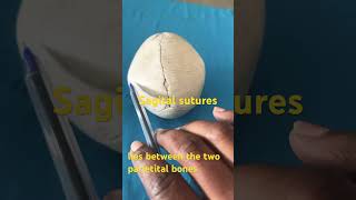 Sutures of the FETAL skull in Obg for nursing and medical student