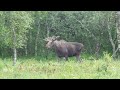 skogens konge på helgeland king of the wood