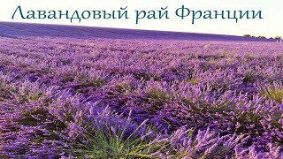 Лавандовый рай Франции / Valensole / Plateau de Valensole 2020.