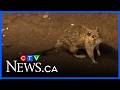 What to know about the Hantavirus, and should we be concerned?