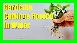 How to Grow Gardenia in Water | Propagate Gardenia Cuttings in Water