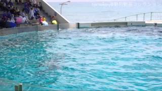 20140423【シャチパフォーマンス1回目@鴨川シーワールド】鴨川シーワールド,kamogawa sea world,Killer Whales,orca