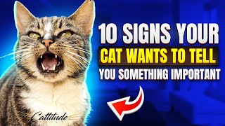 10 Signs Your Cat Wants To Tell You Something Important