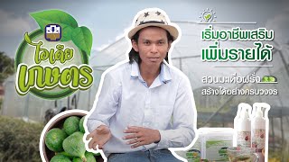 ไอเดีย เกษตร | EP.14 - เกษตรกรรุ่นใหม่ จ.สุรินทร์ ทำสวนมะเดื่อฝรั่ง สร้างได้อย่างครบวงจร