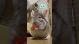 【チンチラ】かみかみ！にんじん！スティック！🥕 #animal #chinchilla #shorts #チンチラ #動物