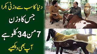 Dunya ka sb sy Wazni Bakra, jis ka wazan 7 mann 34 Kilo hai, Ap b daikhiye7 mann 34 Kilo hai,