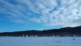 2018.01.06　朝の風景タイムラプス