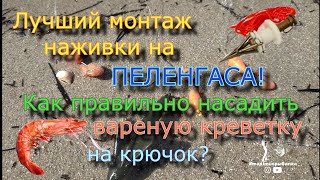 Лучший монтаж наживки на ПЕЛЕНГАСА! Как правильно насадить вареную креветку на крючок?