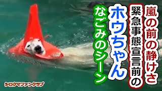 嵐の前の静けさ緊急事態宣言前のホウちゃんなごみのシーン💗【天王寺動物園】