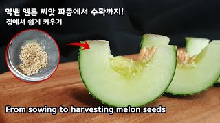 먹뱉 멜론 씨앗 파종에서 수확까지  From sowing to harvesting melon seeds