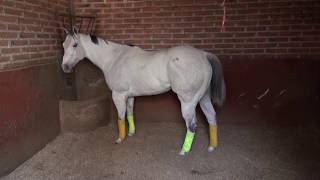 Características del caballo de carreras