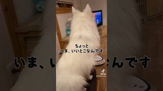 人間疑惑#1 完全にテレビ見てた犬　#日本スピッツ #japanesespitz #shorts