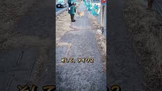 ☆【柴犬】来るのかと思ったら引き返すシバ犬　アフレコ　#shorts