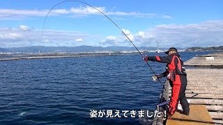 海釣天動画-三高沖筏チヌ