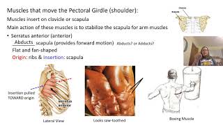 Part II Muscular System