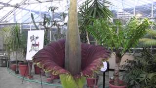 Carolus Opening - Titan Arum at Cornell University 2015