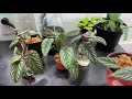 houseplant tour uncommon plants inside my ikea greenhouse cabinet