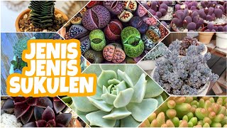 BERAGAM JENIS SUKULEN | KENALI JENIS JENIS SUKULEN | TANAMAN INDOOR \u0026 TANAMAN OUTDOOR