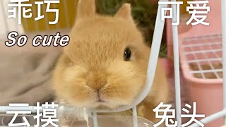 【小兔嗨嗨】兔兔被摸頭的日常 | The daily life of a bunny being touched