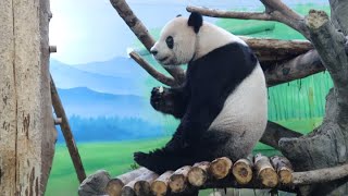 20220412 中午後場好熱鬧 團團用餐未被擾(永懷團團之62) Giant Panda Tuan Tuan