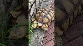 GIANT TURTLE EATING GRASS #asmr #shorts #trending #viral #awesome #amazing #animals #turtle #ofw