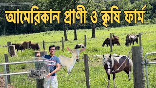 আমেরিকার গ্রামে হাস, মুরগী, গরু, ছাগল, ঘোড়া ও কৃষি ফার্ম দেখুন।American Village Farms।#agriculture