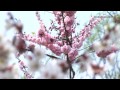 平岡公園の梅 札幌市 2013 plum blossums in sapporo hiraoka park