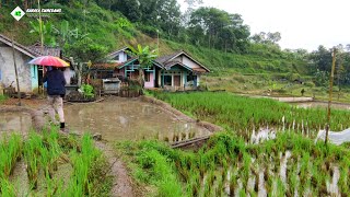Syahdu 😍 Hujan Turun Di Kampung Yang Indah || Pemandangan Alam Desa Yang Sejuk Dan Bikin Betah