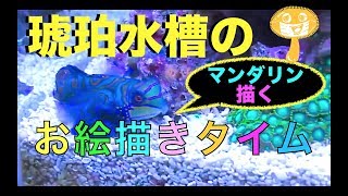 海水魚水槽✨マンダリンフィッシュ描く❗️イラストが出来上がるまで❗️my marin aquarium MOAMOAちゃんねる