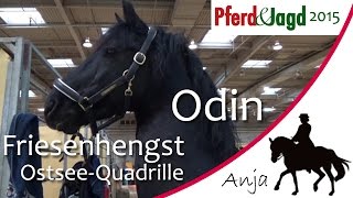 Friesenhengst Odin auf der Pferd \u0026 Jagd in Hannover 2015