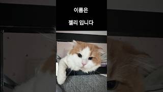 젤리 찾습니다  경기도 부천시  #shorts #실종반려동물찾기 #고양이  연락처는 댓글에 있습니다