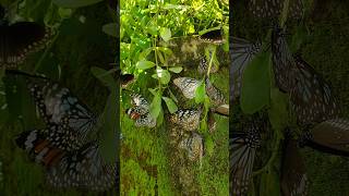 ഇത്രയും പൂമ്പാറ്റകളോ.. #butterfly #butterflylifecycle #butterflies #garden #butterflyplant