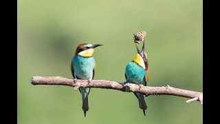 Birds, Butterflies and Humans: Insights from some Nigerian Greenspaces