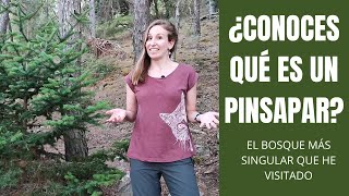 Bosque de pinsapos (Abies pinsapo) único en el mundo | Turismo rural por Zaragoza