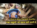 How to keep Fantails Healthy ||  Lakka कबूतरों को नहाना क्यो जरुरी है || Fantail Breeding Farm