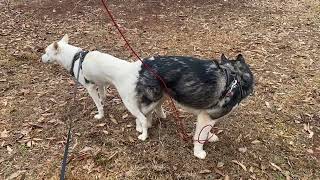 Natural Husky Breeding (Feb 2022)