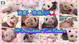 【精心製作】港產熊貓BB🐼暴風式成長片段💟龍鳳胎BB出世至滿月全記錄 (家姐+細佬)｜Hong Kong Newborn Twin Pandas🐼 Adorable Growing up Video