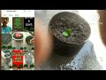 replant the parijat plant at home like kar diya subscribe kar diya hai