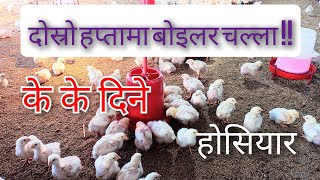 दोस्रो हप्तामा बोइलर चल्ला//यसरी हुर्काउने// boiler chicken management// second week boiler farming