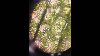 Chloroplast Flowing Inside the Plant Cell under 100X Len of A Microscope