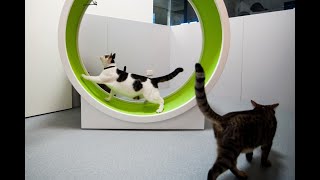 Exercise Wheel For Cats - Funny Compilation - Part 2