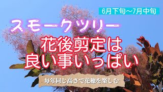 スモークツリー  花後剪定は良いことがいっぱい