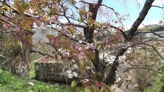 磯部桜川神社　天然記念物「桜川のサクラ」桜川匂　茨城県桜川市.筑西市宝石店