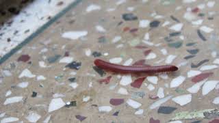 Millipede (Trigoniulus corallinus) Walking