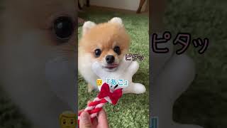 『あごのせ』のフィット感🤣笑　#pomeranian #ポメラニアン #きなこ #小型犬 #dog #कुत्ता #विभिन्न #shorts #芸 #あごのせ