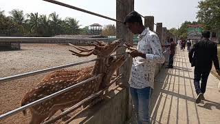 সুন্দর বনের ভেতরে হরিণের সাথে আনন্দময় মূহুর্তে,,,,,, 😍😍😍😍😍