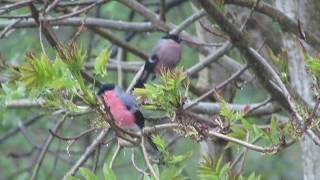 Bullfinch - Bishopbriggs Park - 29.4.20 (3 of 3)