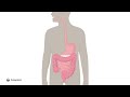 digestion of food how digestion of food happens inside body coloplast india