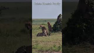 Maasai Mara Sightings Today 07/03/22 (Lions, Cheetah, Cobra, etc) | Zebra Plains | #Wildlife